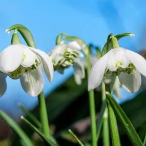 Snowdrop - Double (Galanthus nivalis Flore Pleno) 1